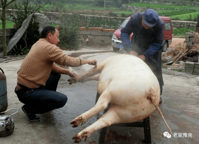 拉猪下巴的钩子图片