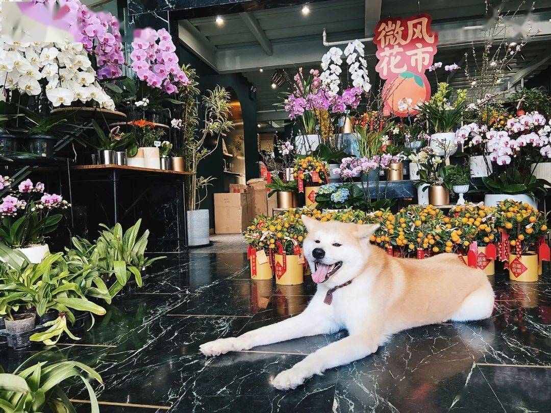 秋田犬八千今天巡视微风花市 年花