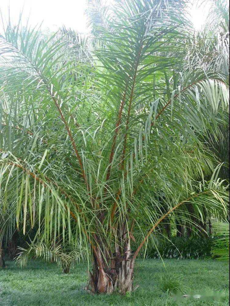 大自然】第181期:版納植物園擷芳(十之十)_竹芋