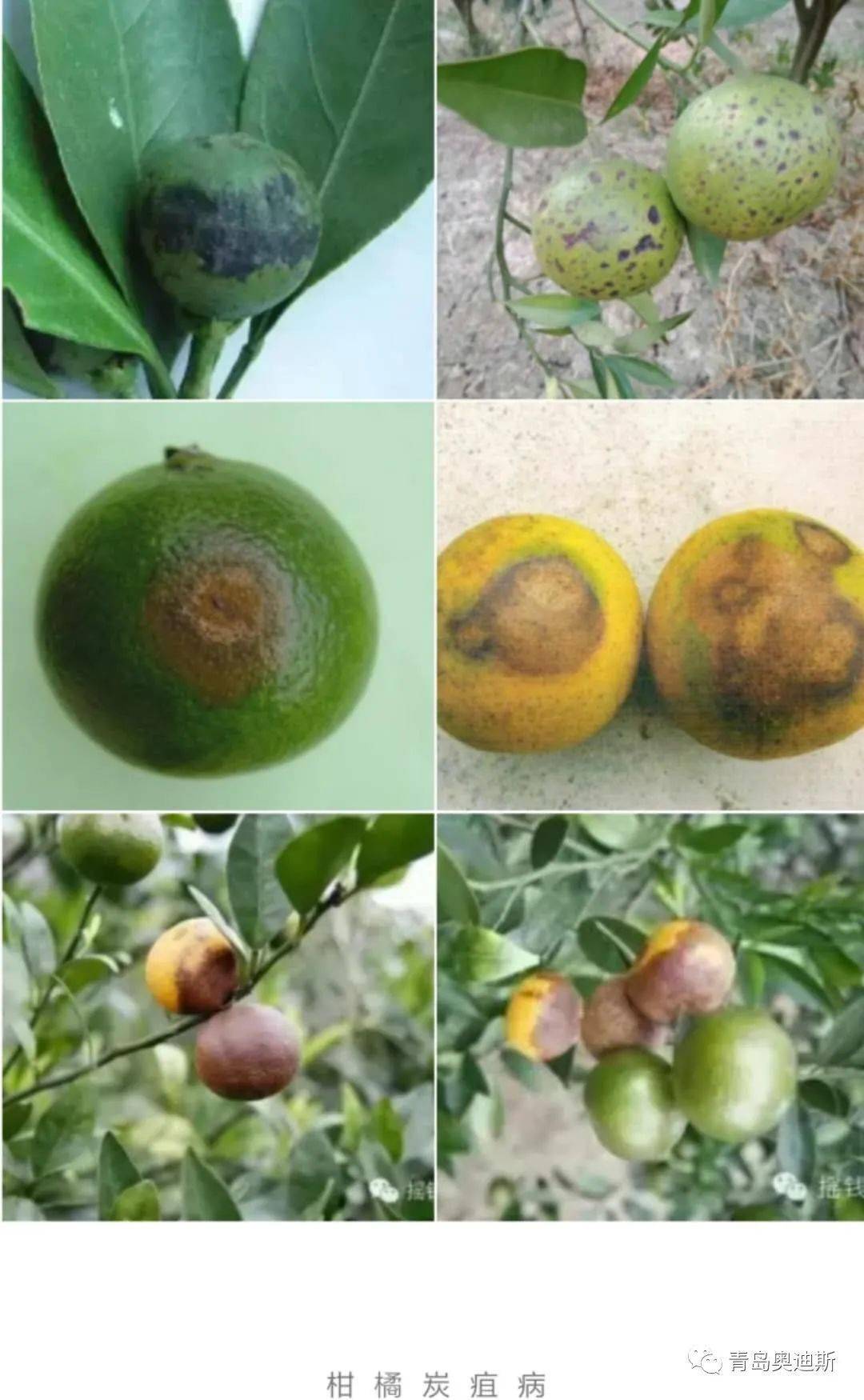 柑橘炭疽病防治方法图片