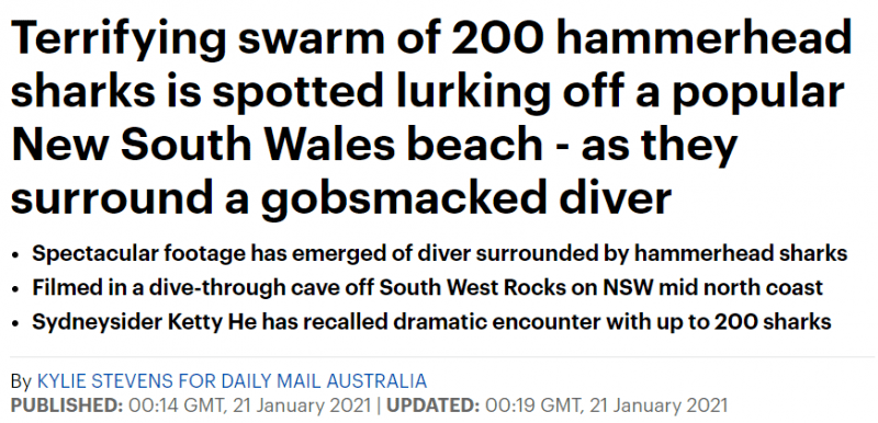刚下海就被200条锤头鲨围住怎么破.……？