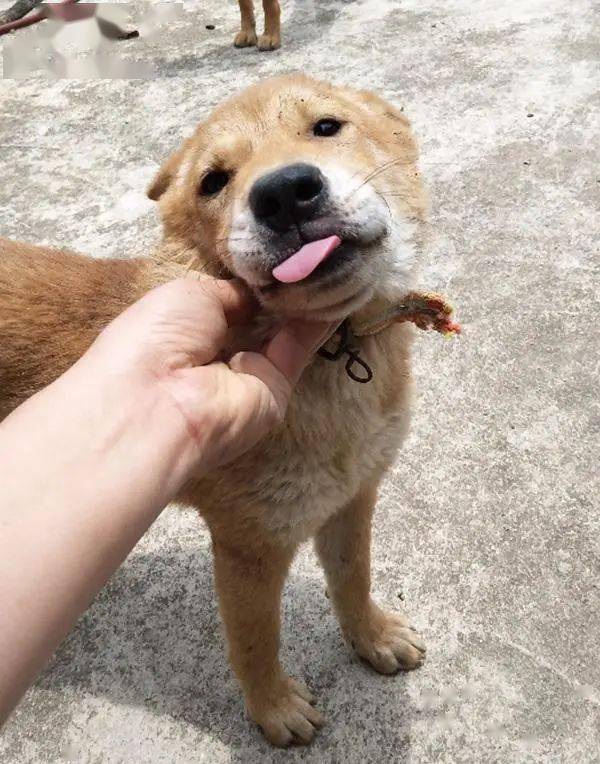 一胎独狗,中华田园犬被狗妈宠上天,营养太好胖成了猪