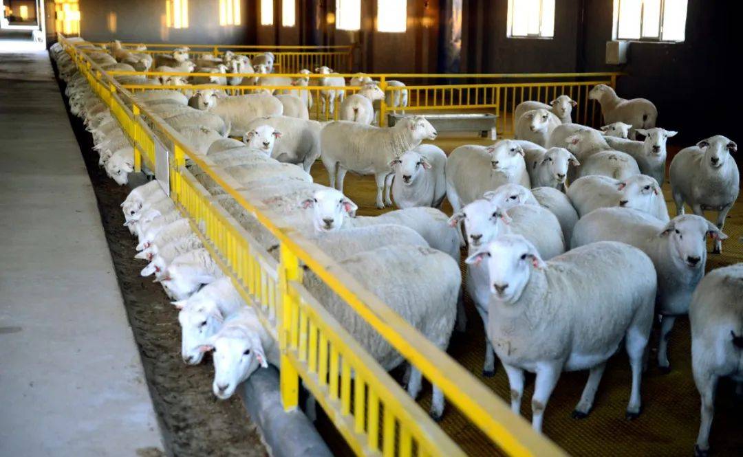 2020年,达茂旗努力提升农业标准化水平,推动农业高质量发展,投资3105.