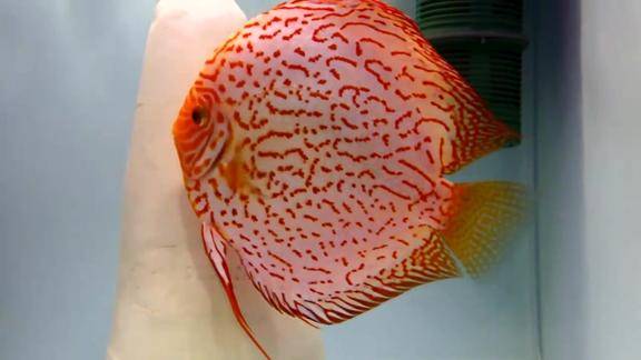 蛇纹鸽子红七彩神仙鱼大号极品对鱼