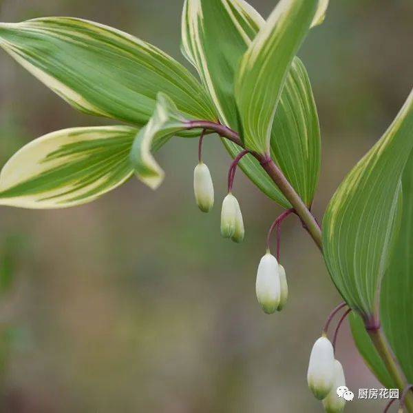 厨房花园药材蔬菜观赏植物玉竹