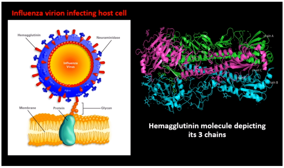 美国8年级中学生发现潜在新冠疗法,获3m青年科学家奖!