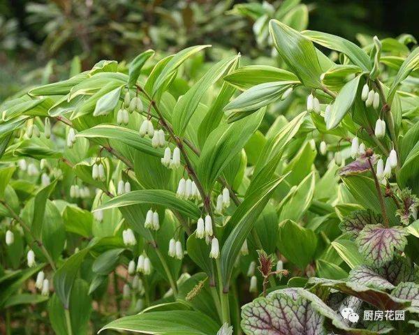 厨房花园药材蔬菜观赏植物玉竹