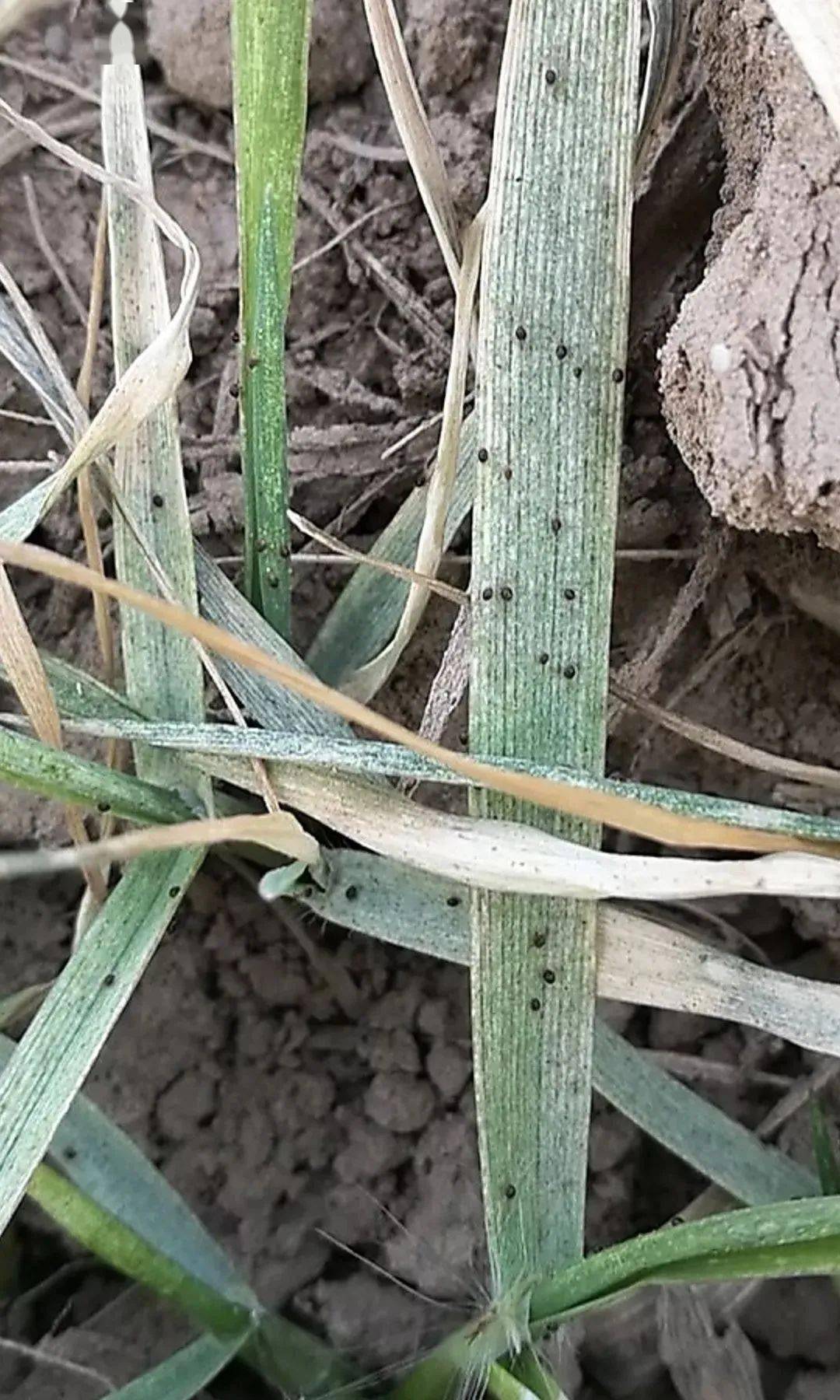 【五谷丰】小麦病害虫害对照图谱