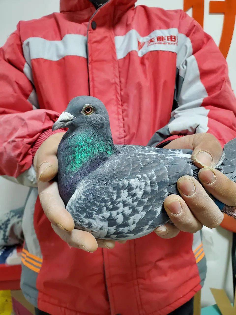 作出2羽顶级赛场的鸽王看看牛牛鸽舍强悍的林波尔