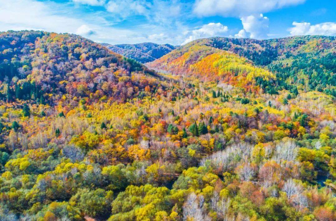 颜六色的大森林所覆盖各类乔木正由绿向金黄渐变当中夹杂着火红的枫叶