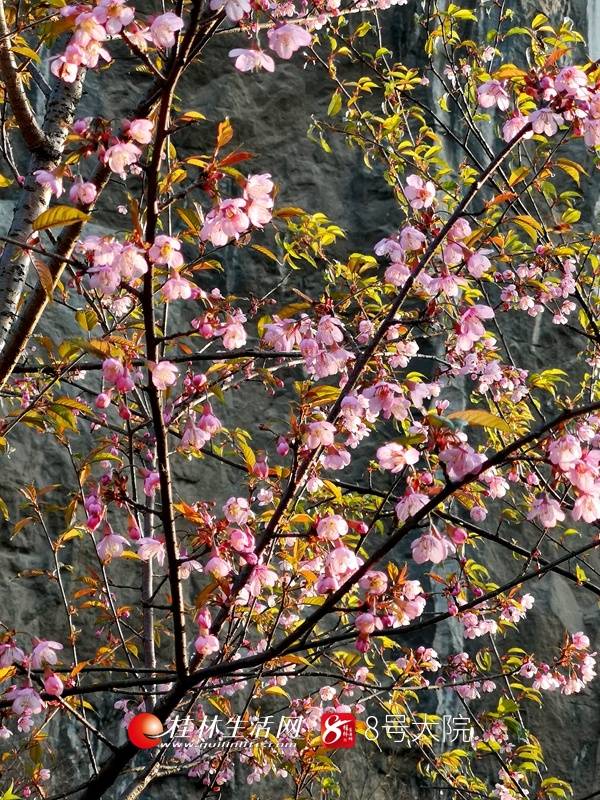 冬樱绽放！桂林这里又被浪漫粉红笼罩，恬静又唯美！（图）