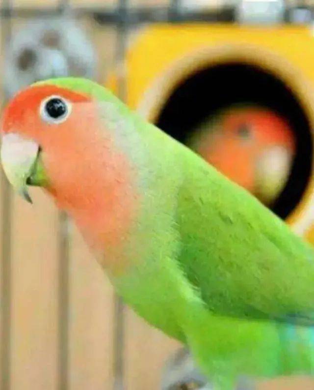 玄凤虎皮牡丹鹦鹉你喜欢养哪一种