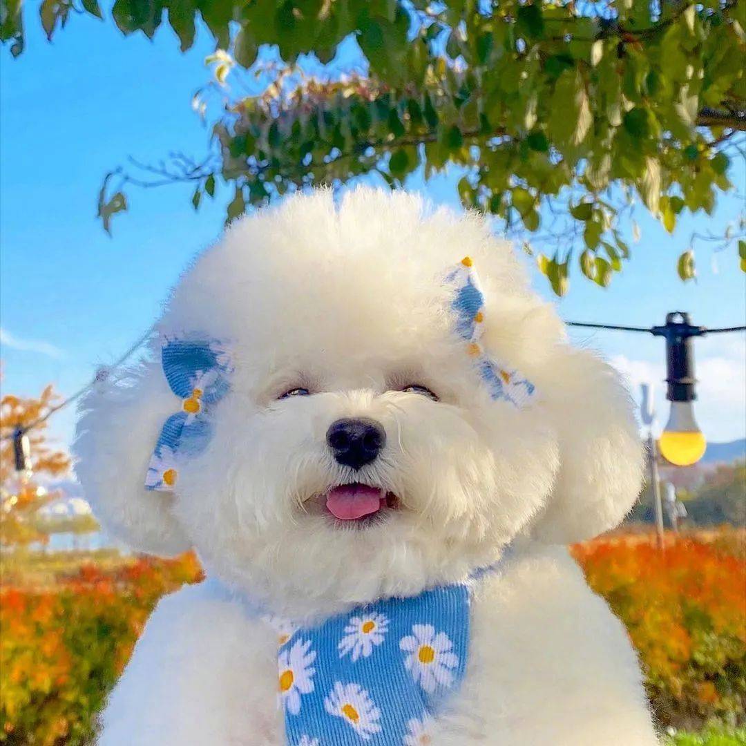狗子超美背影可愛得像個棉花糖，然而當它轉過身來：這沙雕是誰！？ 萌趣萌寵 第19张