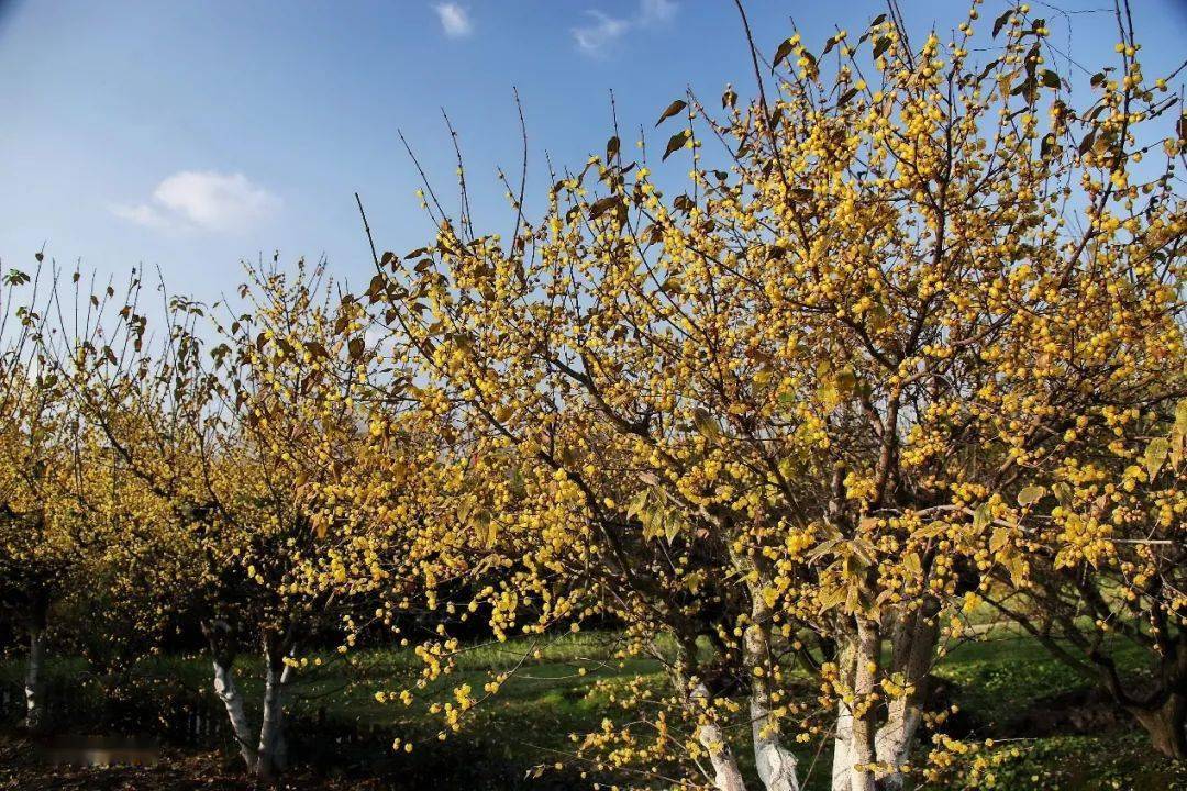 原来蜡梅和梅花是这种关系._腊梅