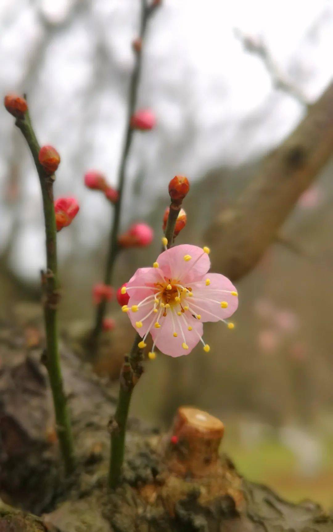 去九峰山尋找最美的景色_梅花如