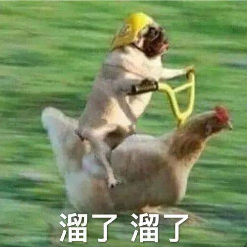 如何一句話證明你養了狗？ 萌趣萌寵 第7张