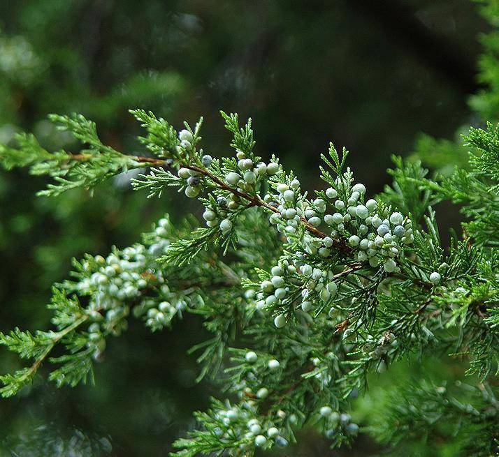 铅笔柏硬枝扦插繁育及管理新技术