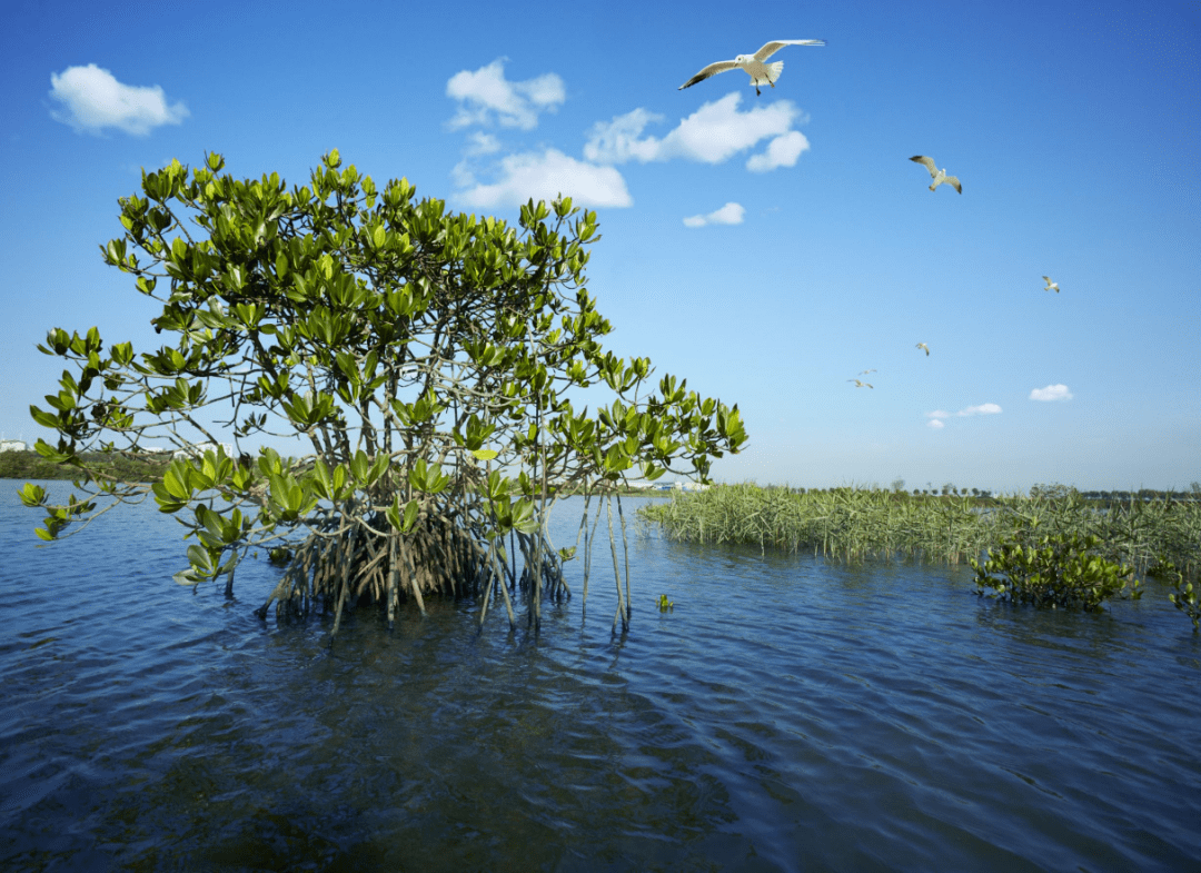 澄迈红树林整改成生态环境部正面典型_工作