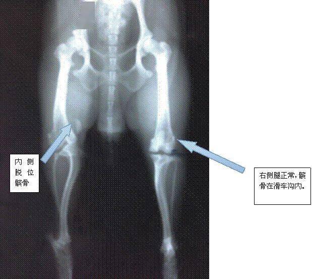 关注狗狗骨骼关节健康为爱宠快乐生活提供强力支持