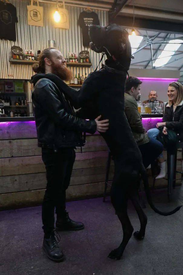 世界上最大的狗,比人还高却内心软萌,网友:这养的真是狗吗?