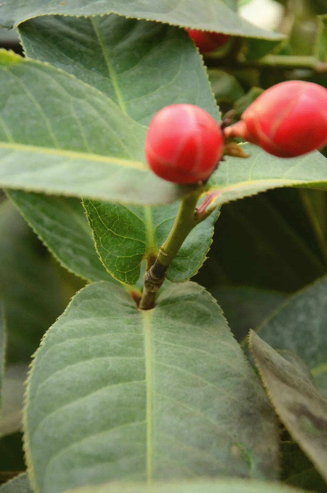 越南抱茎茶开花 小红灯笼枝头挂 栽培