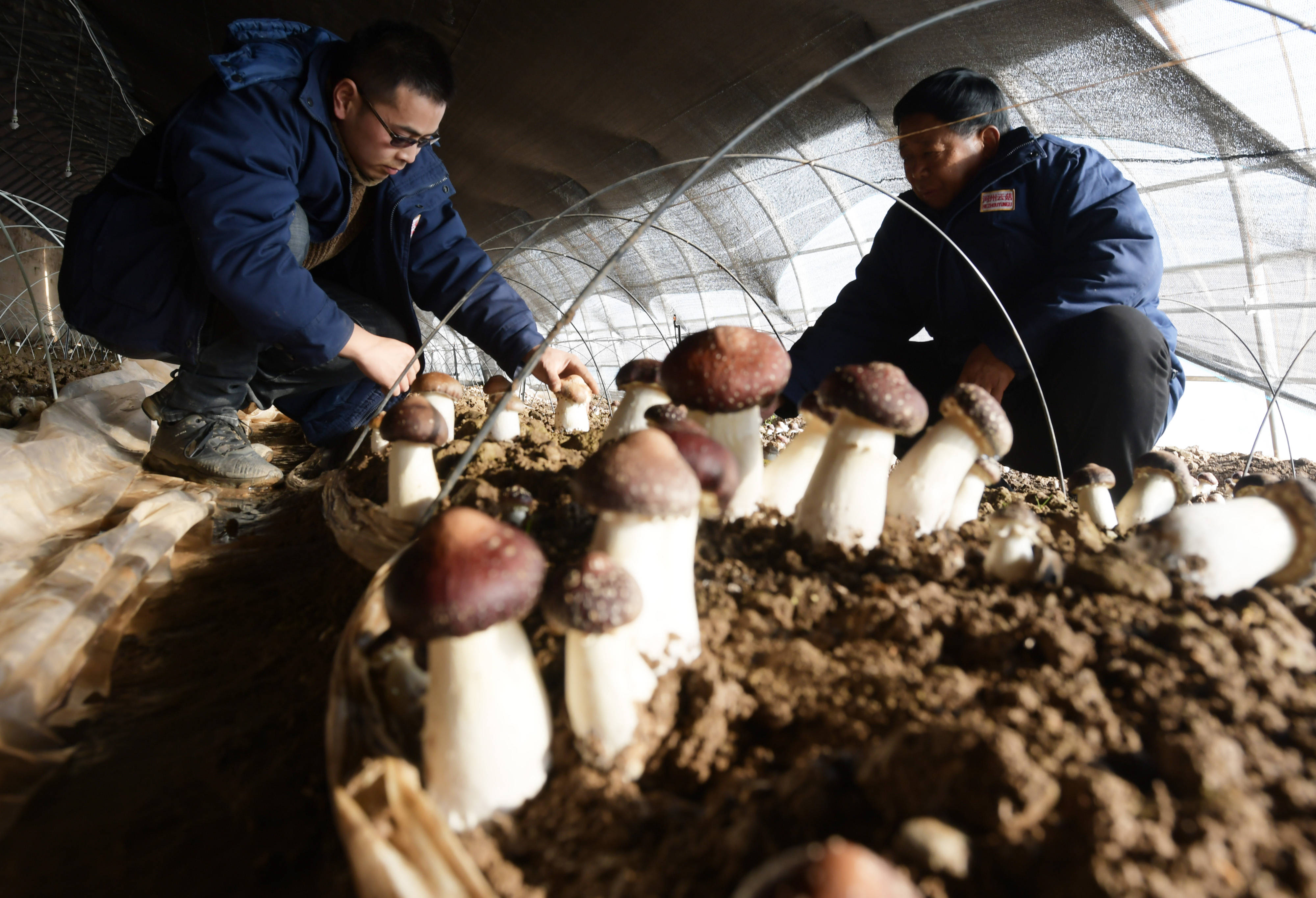 1月27日,工人在甘肃省临夏回族自治州临夏县先锋乡一食用菌产业园里