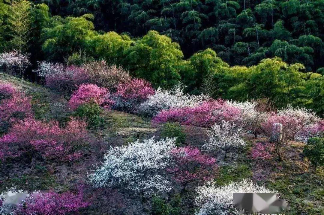 浙江·安吉梅花沟,十里梅花香雪海,欲赏梅花将此时