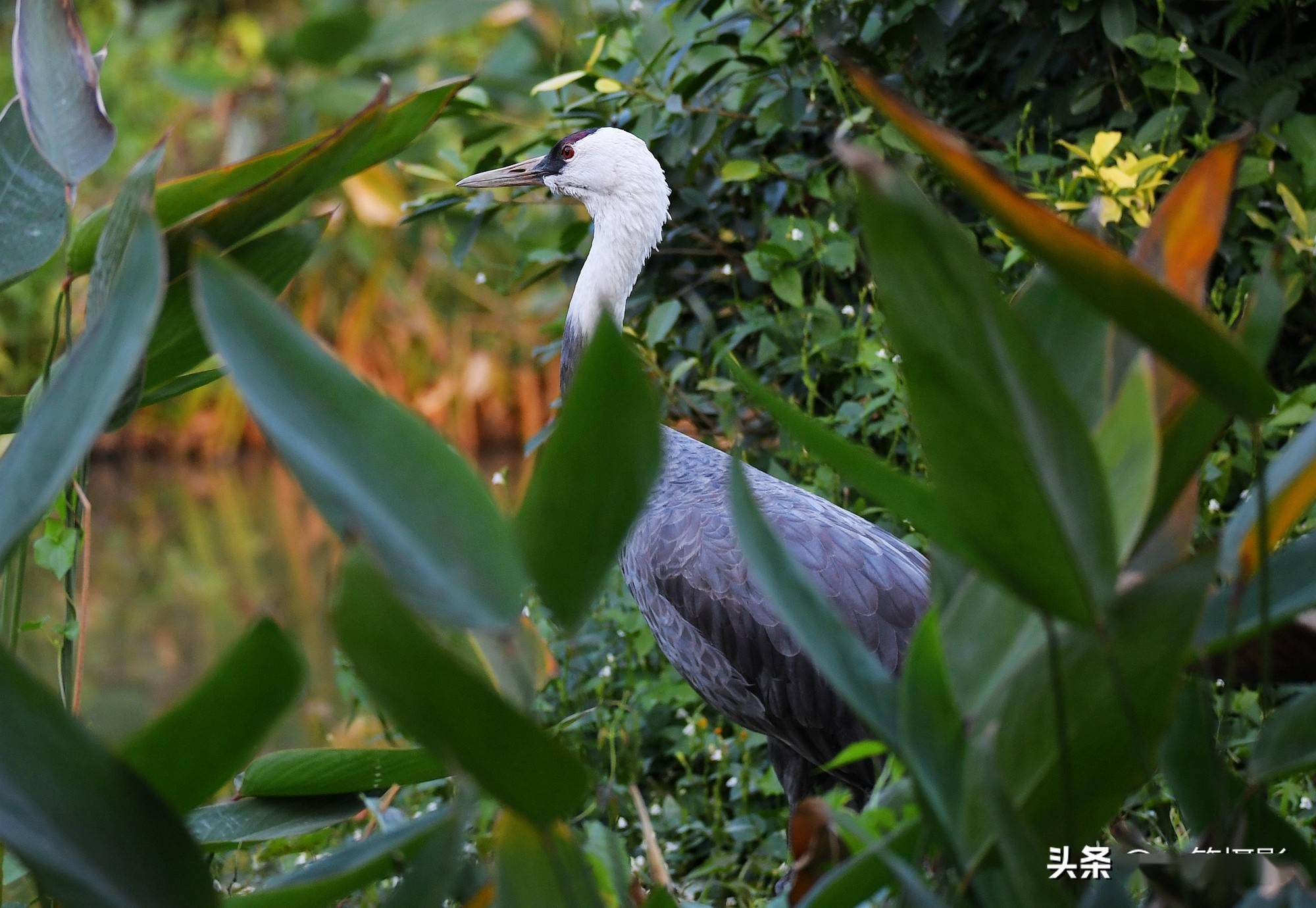 濒危物种白头鹤