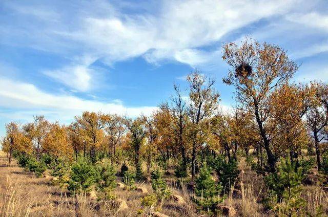 敦煌防护林被毁后续来了为何官方调查结果与媒体报道出入较大