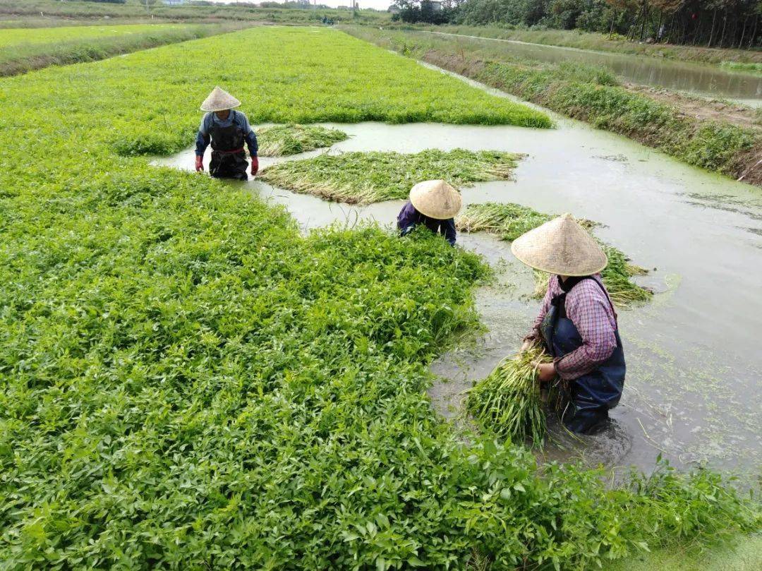 巾帼助农直通车第十一期无节水芹篇年夜饭餐桌上的路路通