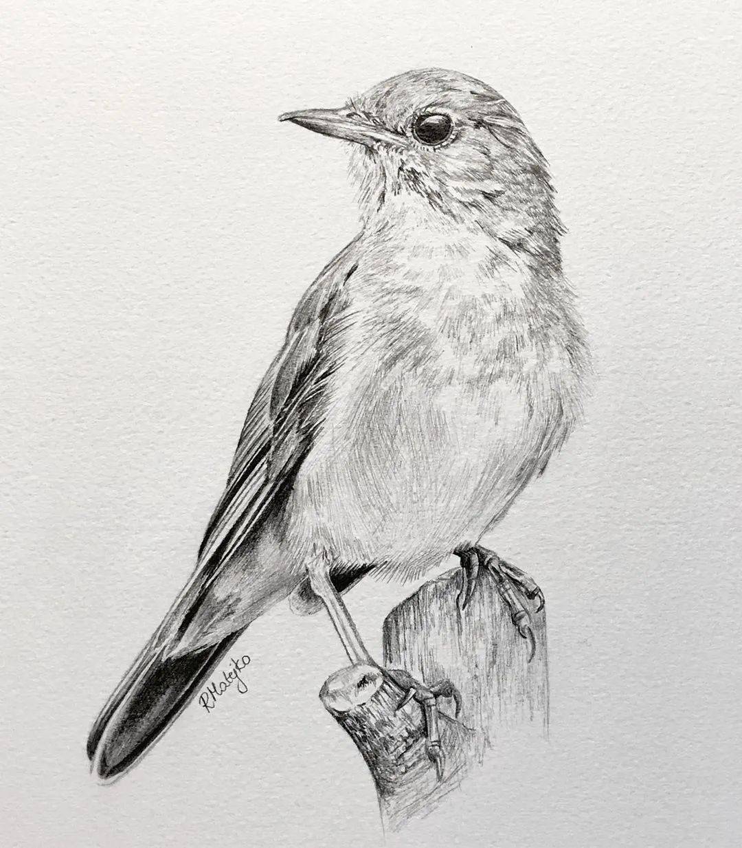 8小时画了一只猎鹰活灵活现的各种鸟类素描果断收藏