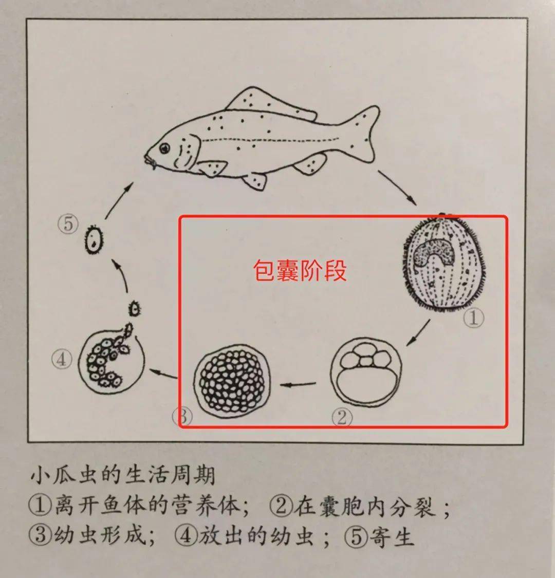 小瓜虫病怎么治图片