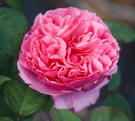 新品种一款接近完美的莉娜雷诺月季