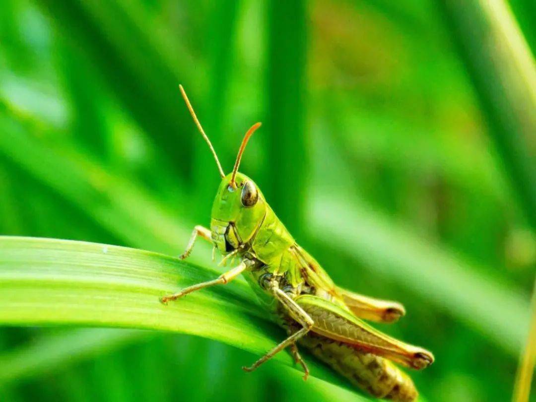 蝗虫喜欢生活的环境 蝗虫适合生活在什么环境