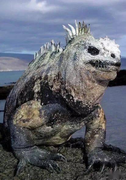 海鬣蜥的天敌图片