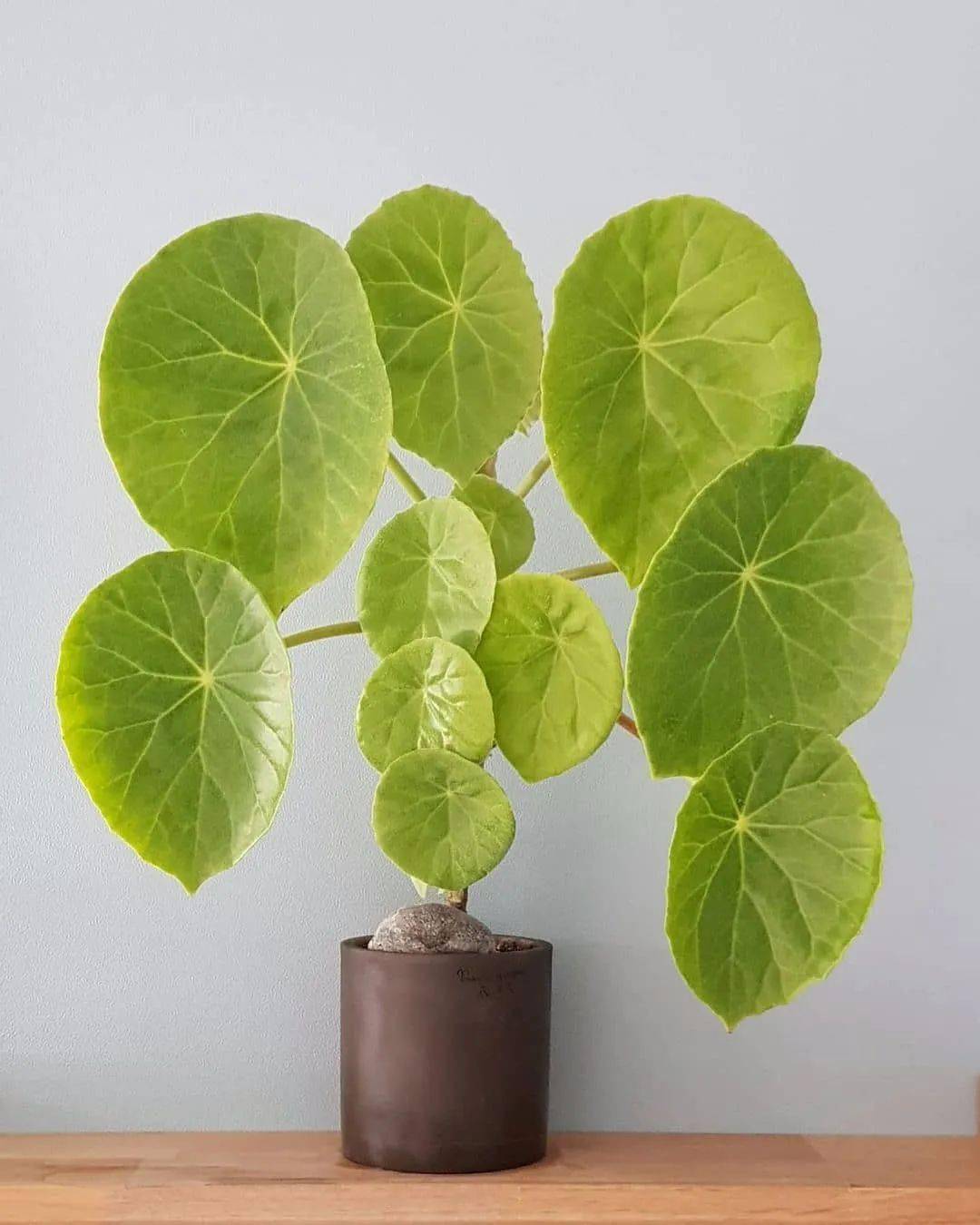 莲叶秋海棠(begonia incana)黒峰秋海棠(begonia ferox)感应草(biophy