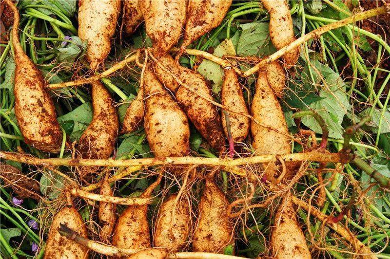 美食黄心山药宁洱人惦念不忘的味道