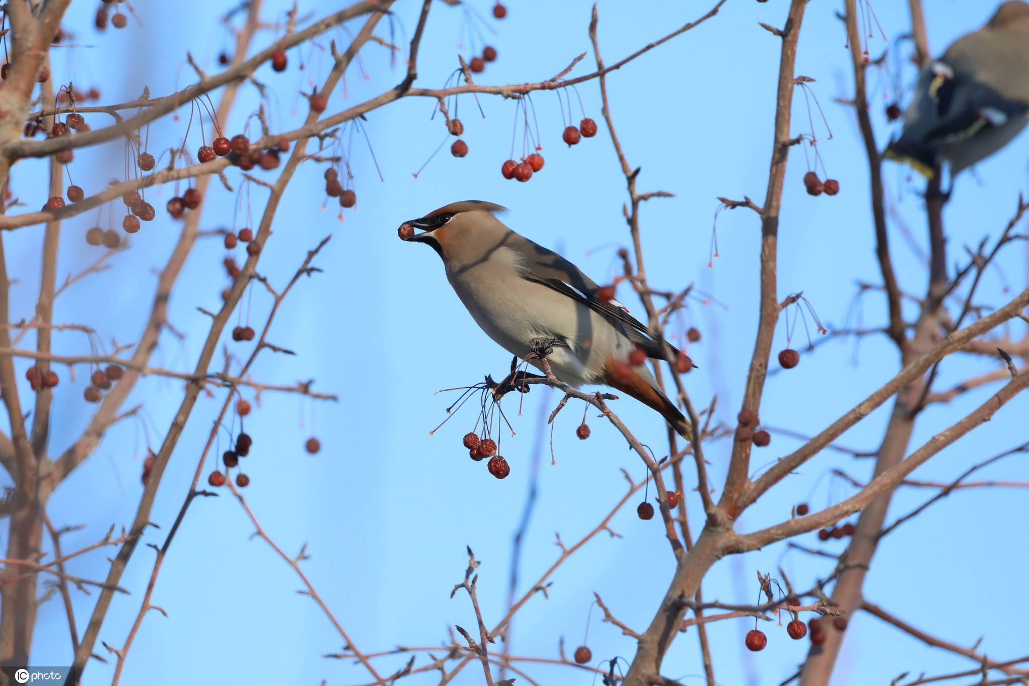 一棵果树两只鸟猜成语_看图猜成语(2)