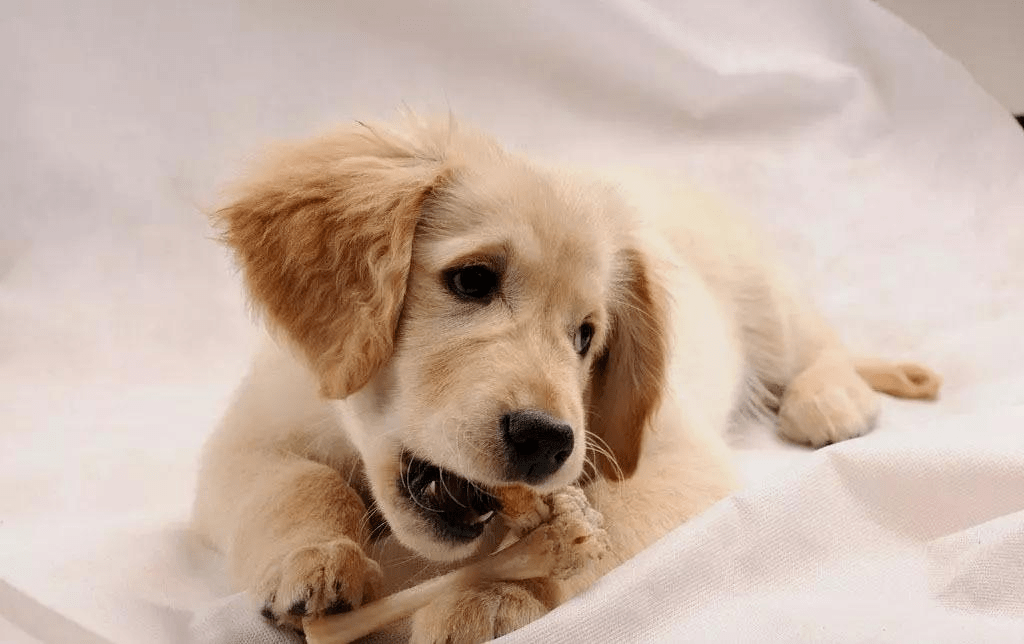 狗狗天生爱吃骨头 你却不知道有这些危害 损伤