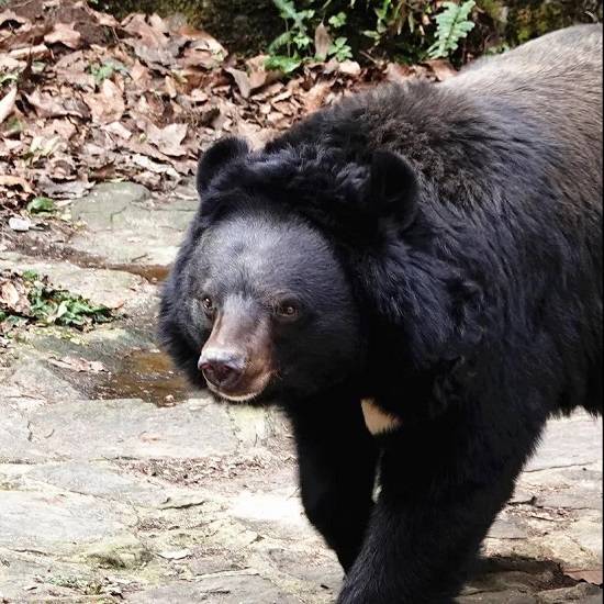 神奇动物在中国黑熊动物界的全能选手