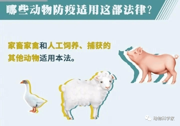 买卖人口宰杀_宰杀前注水每头猪增 肉 50斤