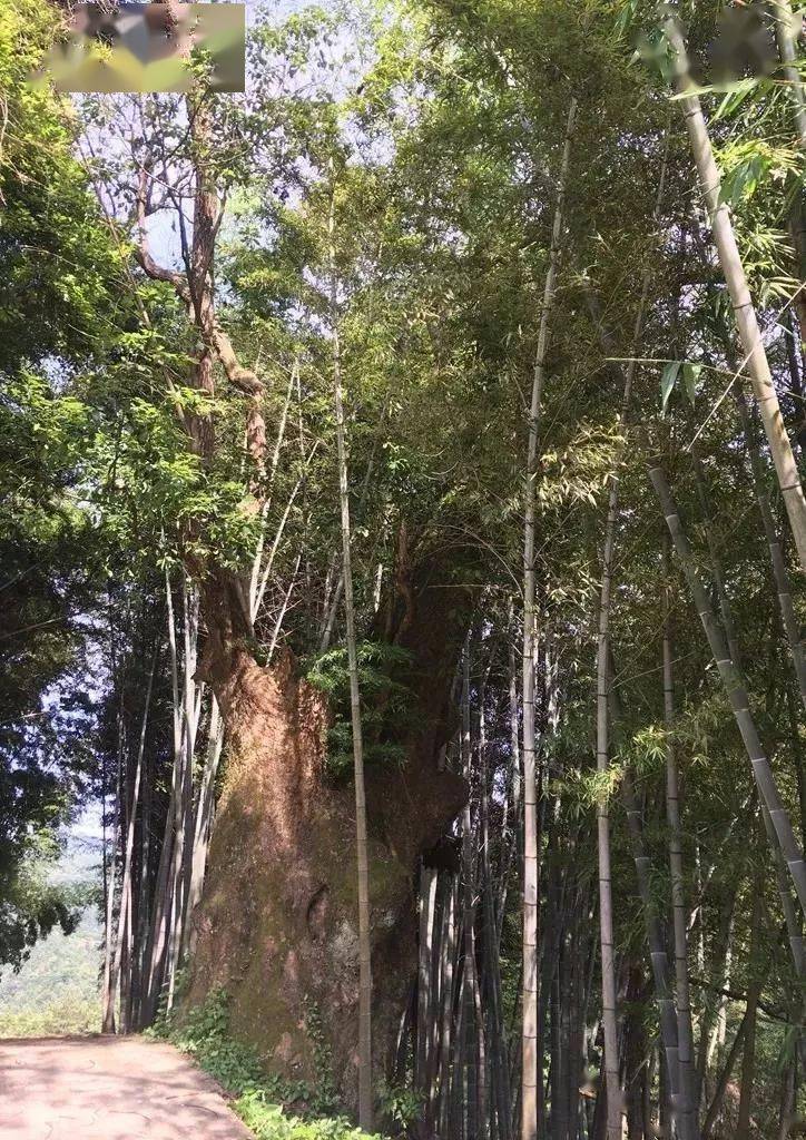 樟竹村人口_樟村坪中小学图片