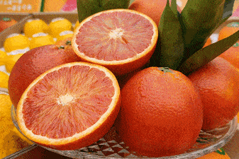 井研柑橘丨赤 橙 真心乐享好滋味 果园