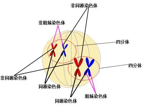 几种有效的单倍型基因组组装方法