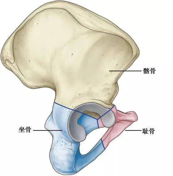 有些腰痛罪魁祸首是骶髂关节详细解剖结构图文干货