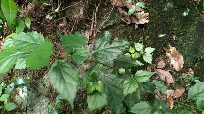 在分水龙王庙附近发现观音柴叶子可以做豆腐吃的