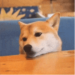 柴犬表情包怎么看都萌