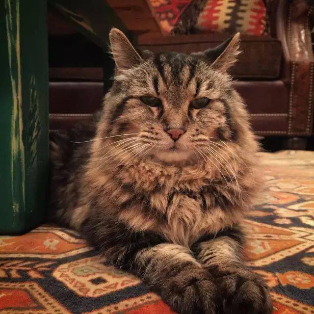 世界上最长寿的猫咪快点跪下叫爷爷