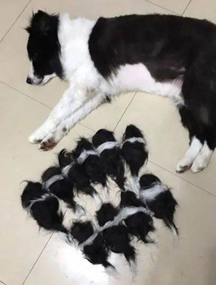 邊境牧羊犬剃完毛竟然生出11隻寶寶，網友看後笑翻，想領養一隻！ 萌趣萌寵 第1张