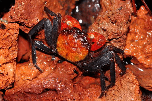 吸血鬼蟹红恶魔蟹